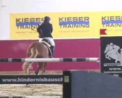 jumper Roven's Goldschnuppe (KWPN (Royal Dutch Sporthorse), 2003, from Roven xx)