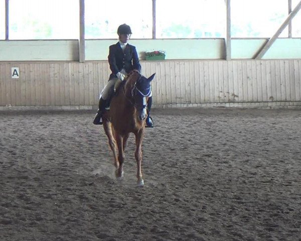 jumper Wildfire 26 (Hanoverian, 2001, from Weltbogen)