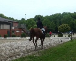 jumper Walesco 159 (Hanoverian, 1999, from Weltbogen)