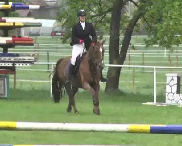 jumper Biscaya 43 (Hanoverian, 1996, from Brentano II)