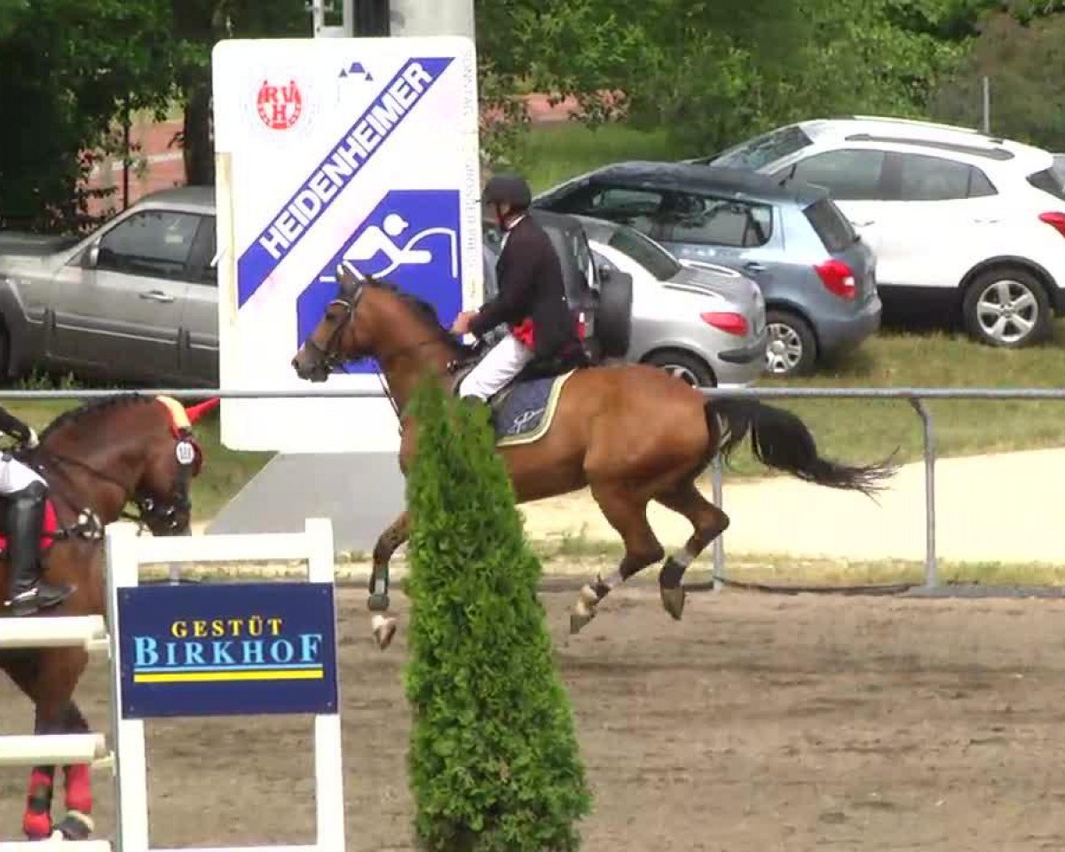 Springpferd Alegro 108 (Württemberger, 2004, von Acordelli)