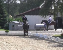 dressage horse Puerto Rico (Trakehner, 2006, from Donaufischer)