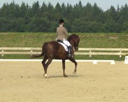 dressage horse Sahel 4 (Württemberger, 2002, from Sterntänzer)