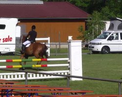 jumper Kentucky 95 (German Sport Horse, 2004, from Kolibri 2705)