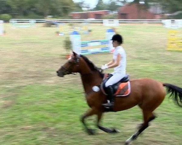 broodmare Luciana (Oldenburg, 2001, from Landcapitol)