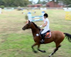 broodmare Luciana (Oldenburg, 2001, from Landcapitol)