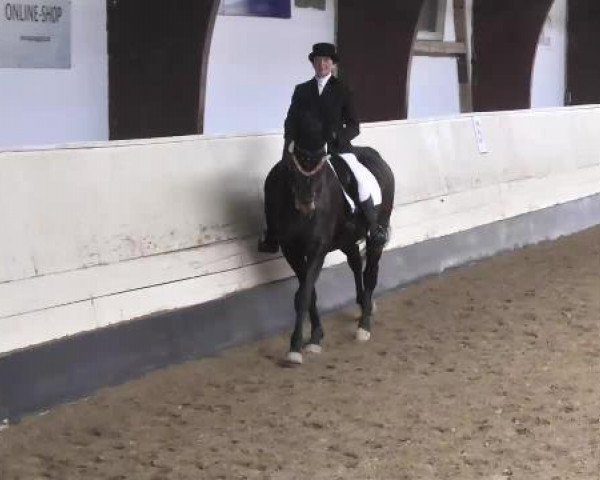 dressage horse Red Tide (Oldenburg, 1997, from Rubinstein I)