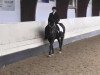 dressage horse Red Tide (Oldenburg, 1997, from Rubinstein I)