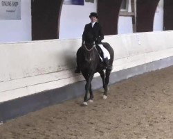 dressage horse Red Tide (Oldenburg, 1997, from Rubinstein I)