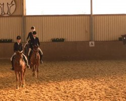 dressage horse Coleur Rubin (German Riding Pony, 1998, from Croupier)