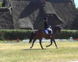 dressage horse Romantiker (Rhinelander, 2006, from Riccio)