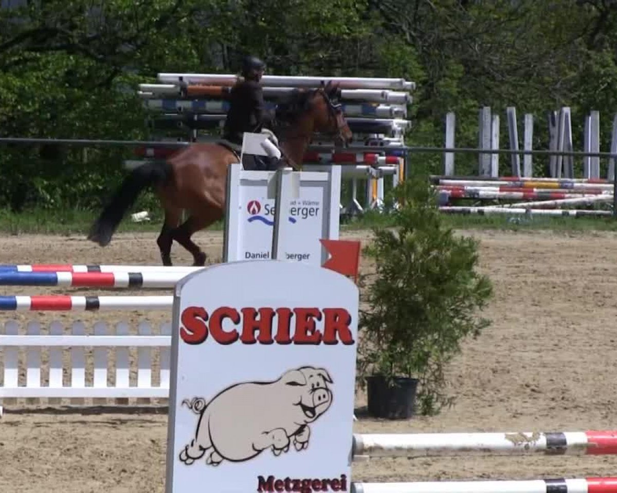 horse Locomotion 8 (Oldenburg, 2001, from Landjonker (Fruhling))