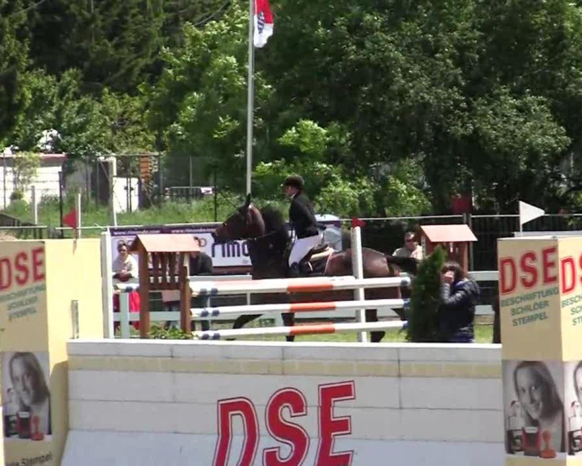 jumper Querida 75 (Oldenburg, 2006, from Guidam de Henry)