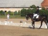 dressage horse Ricocello (Hanoverian, 2006, from Romancero H)