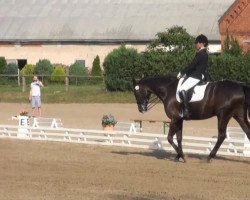 dressage horse Ricocello (Hanoverian, 2006, from Romancero H)