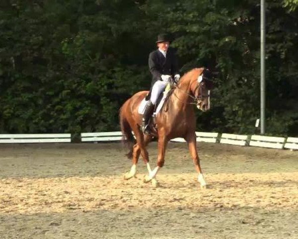 dressage horse Wescara (Hanoverian, 2001, from Welser)