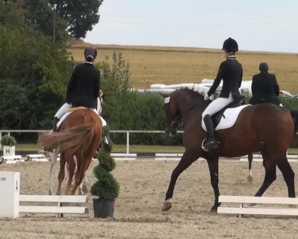 jumper Herr Frodo 2 (Hanoverian, 2001, from For Feeling)