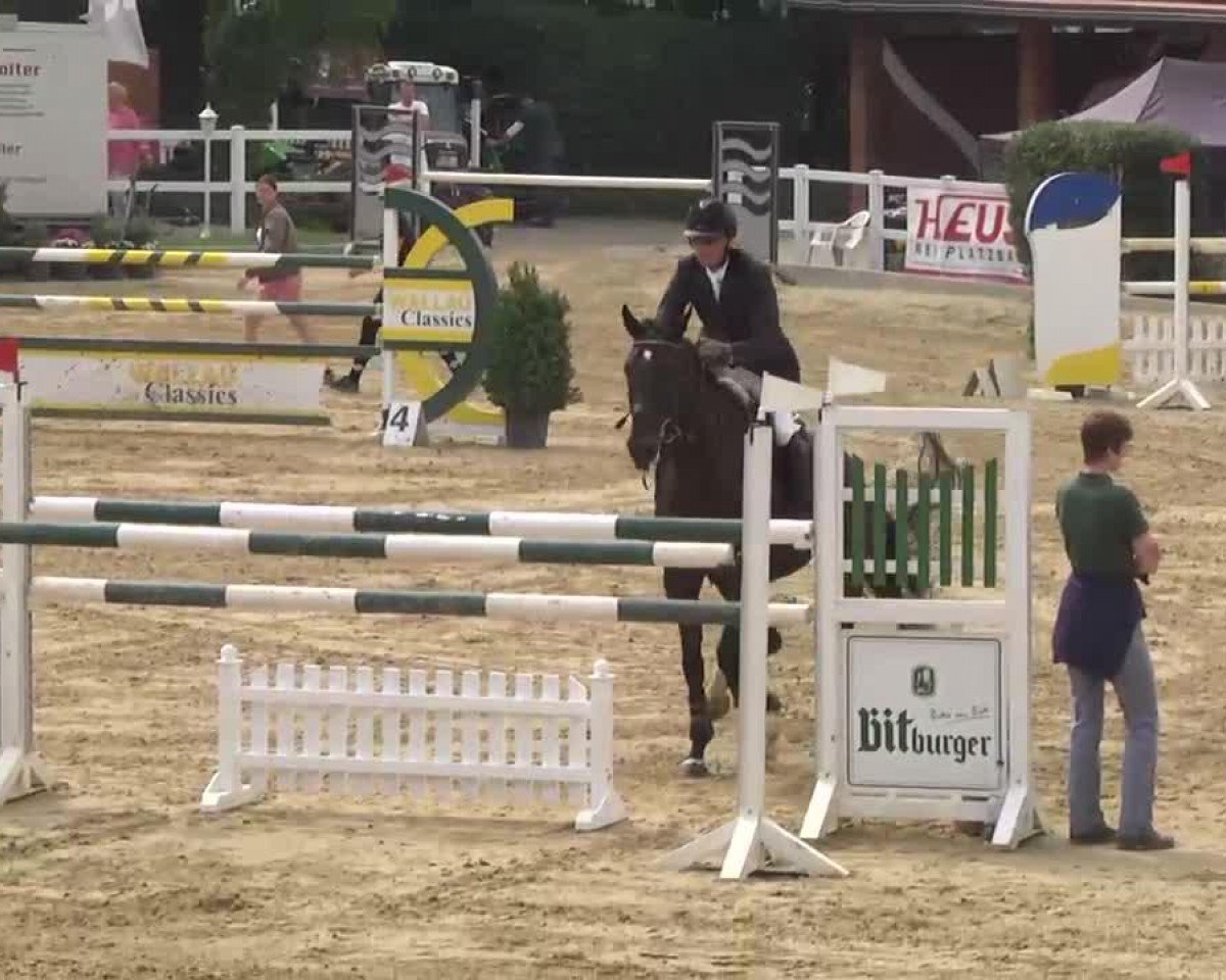 Springpferd Ultimate 9 (Zweibrücker, 2003, von Ulmos du Saulcy)