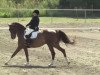 dressage horse Quin Quattrus (Hessian Warmblood, 2002, from Quincy Jones)