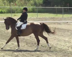 dressage horse Quin Quattrus (Hessian Warmblood, 2002, from Quincy Jones)