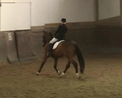 dressage horse Duke (Rhinelander, 1996, from Decano)