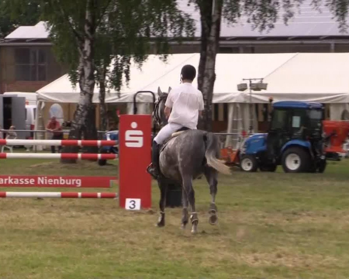 jumper Linaro 35 (German Sport Horse, 2005, from Lesotho)