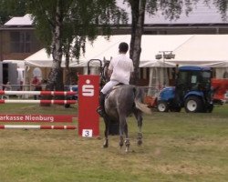 jumper Linaro 35 (German Sport Horse, 2005, from Lesotho)