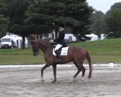 dressage horse Rodrigo 99 (Bavarian, 2002, from Rivero II)