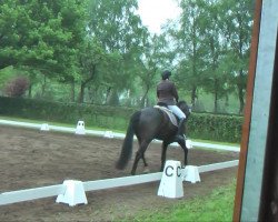 dressage horse Rosandro 3 (Westphalian, 2007, from Rosario 37)