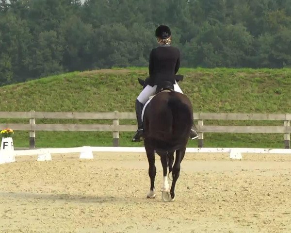 dressage horse Durango 18 (Bavarian, 2000, from Donnerprinz)