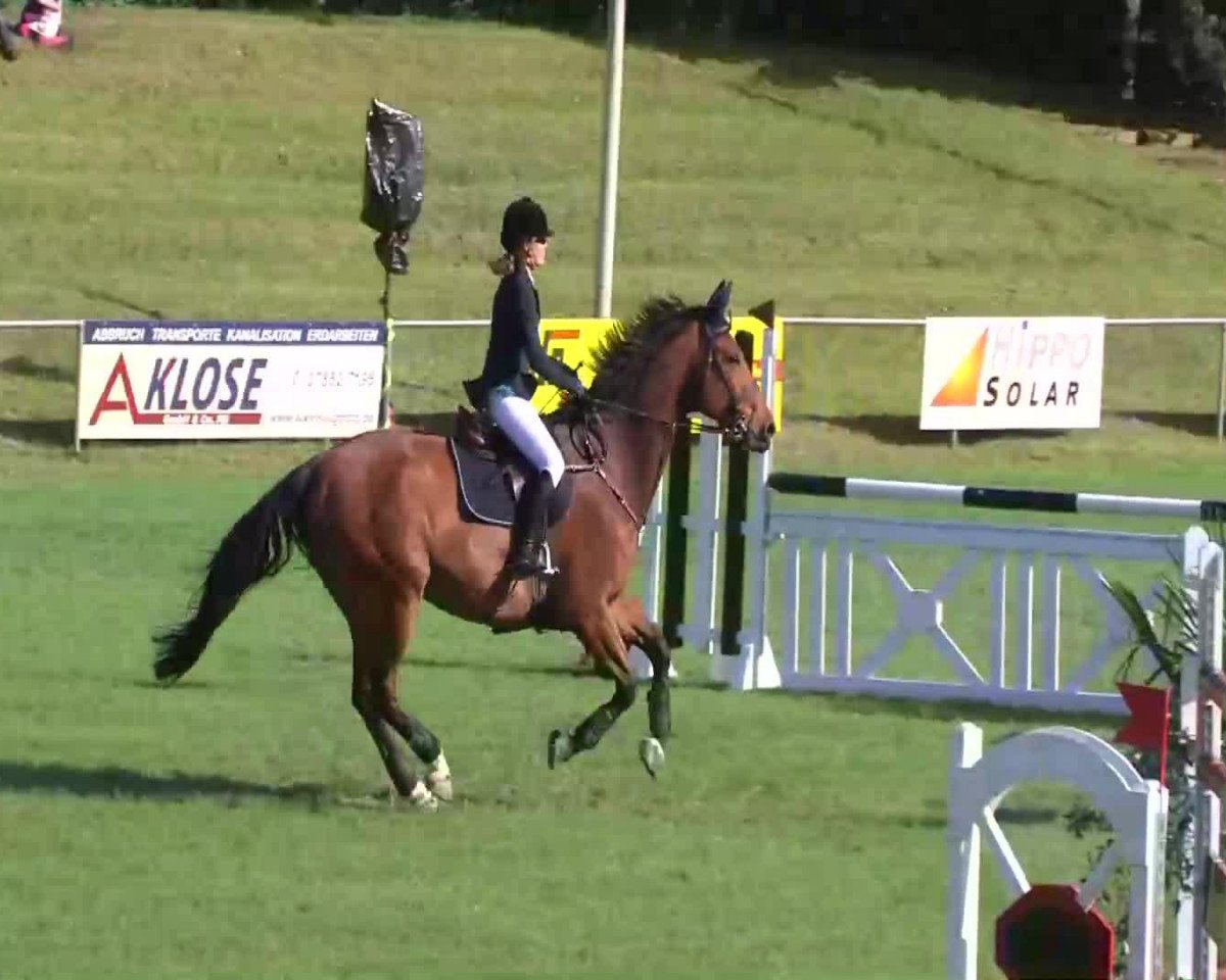 Springpferd Ludwig 165 (Sachsen-Anhaltiner, 2001, von Lesotho)