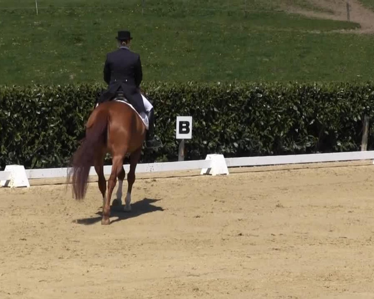 Zuchtstute Rosacon WRT (Trakehner, 2005, von Connery)