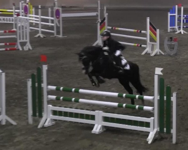 Springpferd Doreen (Deutsches Reitpony, 1997, von Nixen)