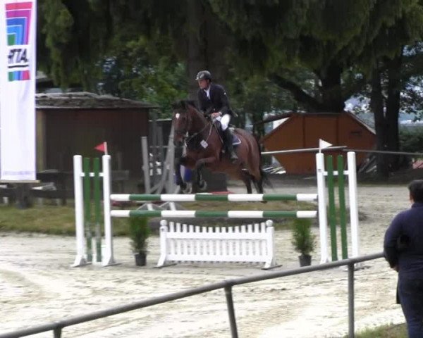 jumper Quick Star 10 (Danish Warmblood, 1996, from Quidam de Revel)