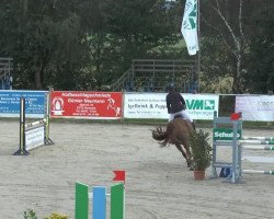 jumper Sandor (KWPN (Royal Dutch Sporthorse), 1999, from Burggraaf)