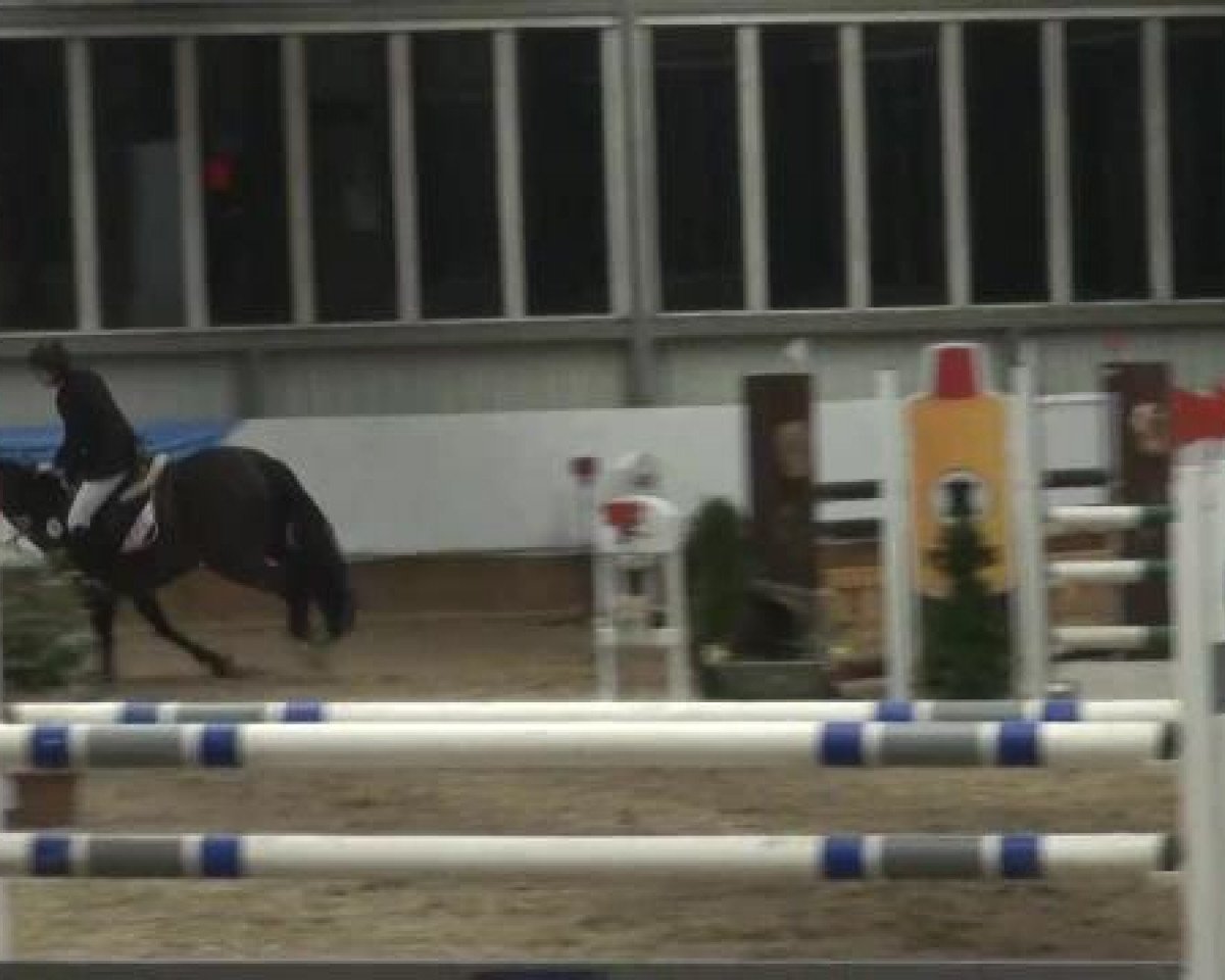 Springpferd Warona 5 (KWPN (Niederländisches Warmblut), 2003, von Ovidius)