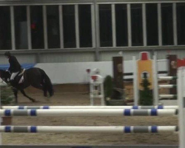 jumper Warona 5 (KWPN (Royal Dutch Sporthorse), 2003, from Ovidius)