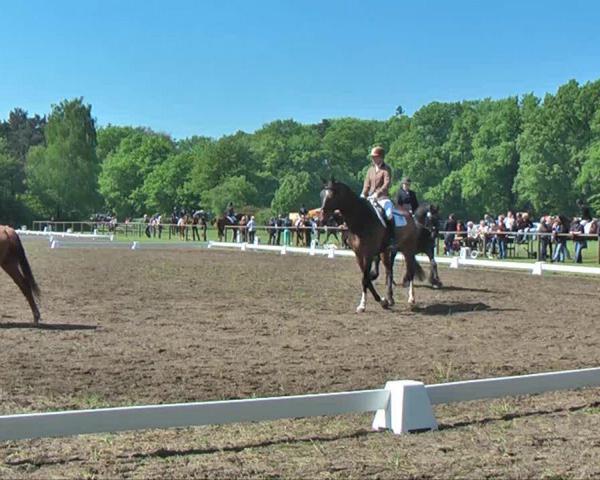 Deckhengst Leendert (KWPN (Niederländisches Warmblut), 1993, von Quidam de Revel)