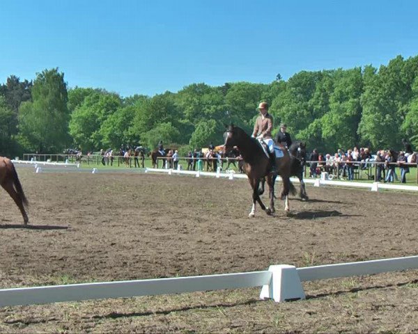 stallion Leendert (KWPN (Royal Dutch Sporthorse), 1993, from Quidam de Revel)