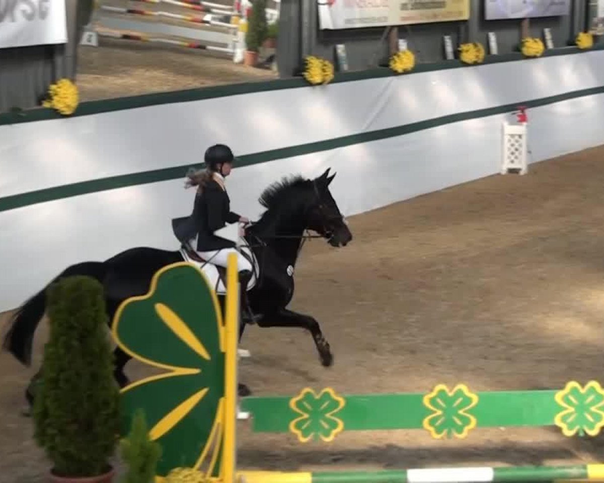jumper Conquerant (Rhinelander, 2002, from Collin L)
