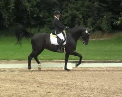 dressage horse Wild At Heart (Oldenburg, 1997, from Welt Hit II)