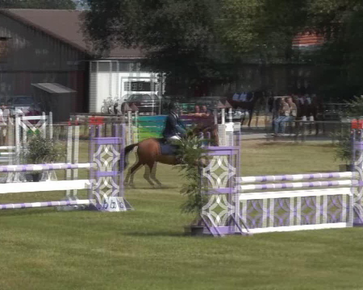 Zuchtstute Shakira (Deutsches Reitpony, 1996, von Gotas B.482 x)