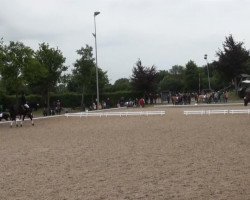 dressage horse Larry McLaurie (Hanoverian, 2001, from Lauries Crusador xx)