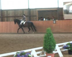 horse Raschino (Hanoverian, 2000, from Rotspon)