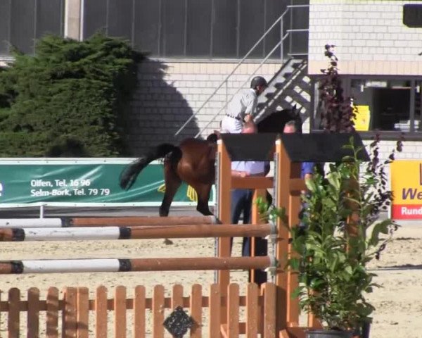 stallion Davidson (Westphalian, 2006, from Don Kennedy)