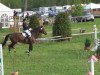 jumper Connor 34 (Hanoverian, 2004, from Countdown)