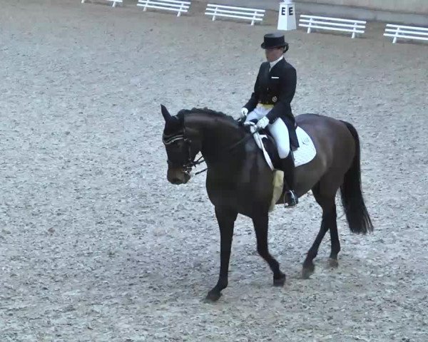 dressage horse Fey (Westphalian, 2002, from Fürst Piccolo)