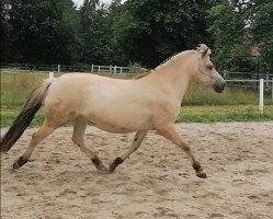 horse Izzy (Fjord Horse, 2012, from Anton I-83)