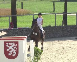 dressage horse Christobal 14 (Bavarian, 2000, from Captain Paul I)