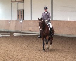 dressage horse Freddy (Rhinelander, 2002, from Ferragamo)